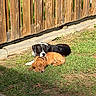 animal, backyard, black_and_white_dog, brown_dog, canine, cuddling, dogs, garden, grass, lying_down, outdoor, pets, playful, portrait, puppies, relaxed, rustic, sleeping, sunlight, wooden_fence