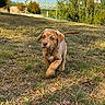 Maïko a rejoint le concours — aidez-le/la à gagner de superbes lots ! animal, autumn, blue_sky, bridge, brown_dog, dog, floppy_ears, grass, nature, outdoors, park, paw, pet, portrait, puppy, running, sunlight, tail, trees, walking