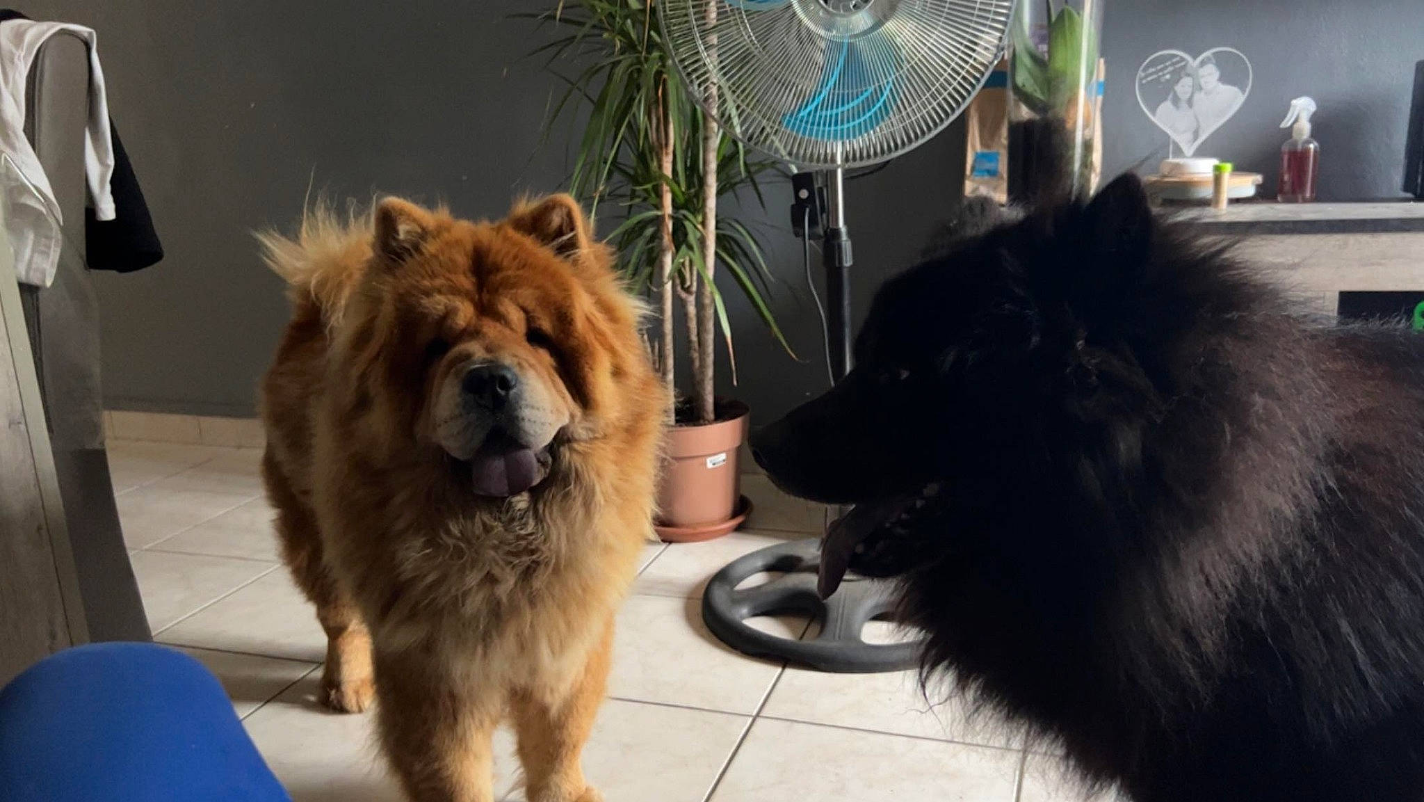 Oly a rejoint le concours — aidez-le/la à gagner de superbes lots ! canidae, carnivore, chow_chow, companion_dog, dog, dog_breed, estrela_mountain_dog, fawn, fur, german_spitz, german_spitz_klein, german_spitz_mittel, giant_dog_breed, herding_dog, leonberger, snout, spitz, sporting_group, tail, whiskers