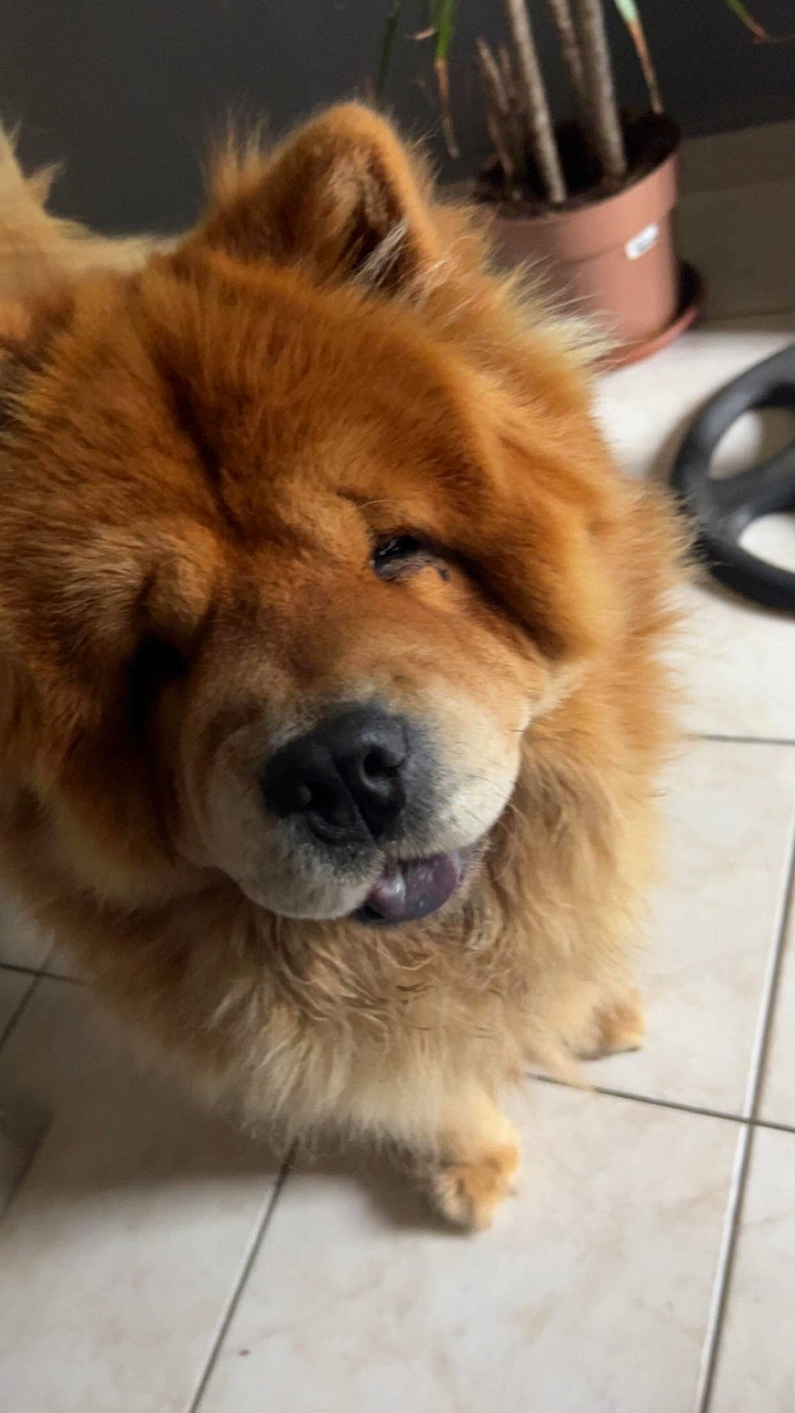 Oly participe au concours pour gagner de l'argent avec cette photo : ancient_dog_breeds, canidae, carnivore, companion_dog, dog, dog_breed, eye, fawn, fur, giant_dog_breed, head, liver, natural_material, non_sporting_group, puppy, snout, sporting_group, terrestrial_animal, tibetan_mastiff, whiskers