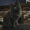 Gomer joined the competition — help win amazing prizes! cat, grey_cat, fluffy, feline, pet, indoor, sofa, couch, brick_wall, fireplace, home, animal, portrait, sitting, whiskers, ears, tail, fur, domestic, cute