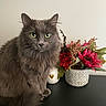 cat, gray_cat, fluffy_cat, green_eyes, flower_pot, red_flowers, pink_flowers, decor, indoor, table, plant, pet, feline, sitting, portrait, houseplant, home, still_life, close_up, animal