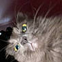 Gomer is registered to the contest to win money with this photo: animal, blurry, cat, close_up, curious, cute, domestic, face, feline, fluffy, fur, indoor, looking_away, mammal, pet, portrait, soft, whiskers, whiskers_visible, yellow_eyes