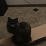 Gomer is registered to the contest to win money with this photo: animal, cardboard_box, carpet, cat, cozy, curious, dim_light, ears, feline, floor, fur, gray_cat, home, indoor, looking, pet, shadow, sitting, tail, whiskers