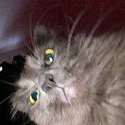 Gomer is registered to the contest to win money with this photo: animal, blurry, cat, close_up, curious, cute, domestic, face, feline, fluffy, fur, indoor, looking_away, mammal, pet, portrait, soft, whiskers, whiskers_visible, yellow_eyes