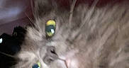 Gomer is registered to the contest to win money with this photo: animal, blurry, cat, close_up, curious, cute, domestic, face, feline, fluffy, fur, indoor, looking_away, mammal, pet, portrait, soft, whiskers, whiskers_visible, yellow_eyes
