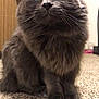 animal, carpet, cat, curious, cute, domestic_cat, door, ears, feline, fluffy, fur, gray_cat, green_eyes, household, indoor, looking_up, pet, portrait, sitting, whiskers