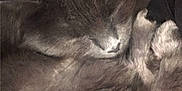 Gomer is registered to the contest to win money with this photo: animal, cat, closeup, cozy, cute, domestic, ears, feline, fluffy, fur_texture, gray_fur, indoors, nap, peaceful, pet, relaxed, resting, sleeping, soft, whiskers