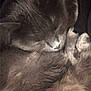 animal, cat, closeup, cozy, cute, domestic, ears, feline, fluffy, fur_texture, gray_fur, indoors, nap, peaceful, pet, relaxed, resting, sleeping, soft, whiskers