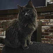 Gomer is registered to the contest to win money with this photo: cat, fluffy, gray, indoor, couch, fireplace, brick_wall, pet, feline, curious, sitting, home, cozy, portrait, animal, whiskers, ears, tail, furniture, domestic