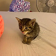 Axl joined the competition — help win amazing prizes! animal, bed, blanket, cat, curious, cute, domestic_cat, ears, fan, fur, indoor, kitten, pet, resting, small, striped, tabby, tongue_out, whiskers, young