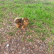 Rich is registered to the contest to win money with this photo: dog, small_dog, fluffy, grass, leaves, outdoor, parking_lot, car, pet, animal, brown_fur, cute, standing, nature, daylight, curious, playful, ground, fur, canine