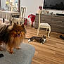 Rich joined the competition — help win amazing prizes! dog, pomeranian, cat, tabby_cat, couch, chair, wooden_floor, dining_table, mirror, tv, living_room, pet, furniture, indoor, happy, smiling, relaxed, home, decor, flower_bouquet