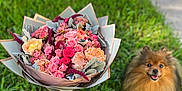 Rich joined the competition — help win amazing prizes! dog, pomeranian, flower_bouquet, roses, grass, outdoor, pet, smiling, nature, greenery, fluffy, small_dog, colorful, happy, animal, cute, sunlight, blurred_background, garden, portrait