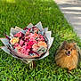 dog, pomeranian, flower_bouquet, roses, grass, outdoor, pet, smiling, nature, greenery, fluffy, small_dog, colorful, happy, animal, cute, sunlight, blurred_background, garden, portrait