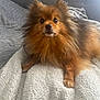 Rich joined the competition — help win amazing prizes! dog, pomeranian, fluffy, pet, indoor, blanket, couch, fur, brown, small_dog, face, ears, eyes, nose, paw, cozy, relaxed, furniture, home, animal