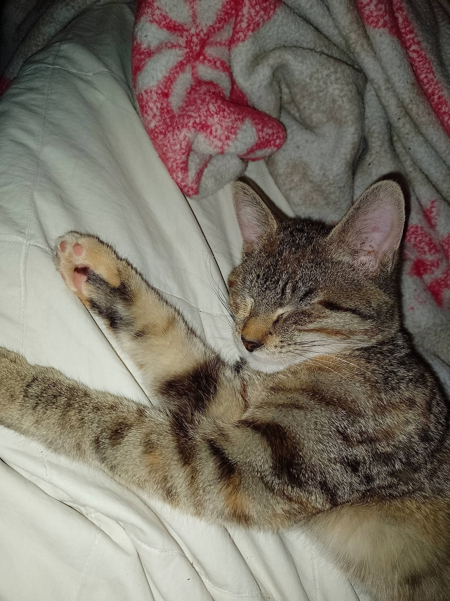 Suzy a rejoint le concours — aidez-le/la à gagner de superbes lots ! carnivore, cat, claw, comfort, domestic_short_haired_cat, felidae, fur, grey, linens, nap, pattern, paw, sleeve, small_to_medium_sized_cats, snout, tail, terrestrial_animal, vertebrate, whiskers