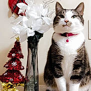 Ally is registered to the contest to win money with this photo: cat, christmas_stocking, christmas_tree, cute, decorations, domestic_animal, feline, festive, flower_vase, holiday_decor, indoor, living_room, miniature_tree, ornament, pet, plant_stem, red_collar, tabby_cat, tabletop, white_flowers
