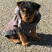 Snoupy participe au concours pour gagner de l'argent avec cette photo : black_and_tan_terrier, canidae, carnivore, companion_dog, dog, dog_breed, fawn, german_pinscher, huntaway, jagdterrier, mammal, miniature_pinscher, pinscher, puppy, rare_breed_dog, snout, sporting_group, vertebrate