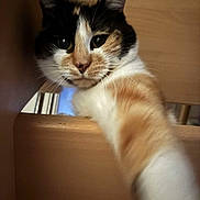 Minette participe au concours pour gagner de l'argent avec cette photo : cat, calico, pet, animal, indoor, wooden, paw, curious, closeup, face, whiskers, fur, eye, ears, stretching, feline, looking, cute, playful, portrait
