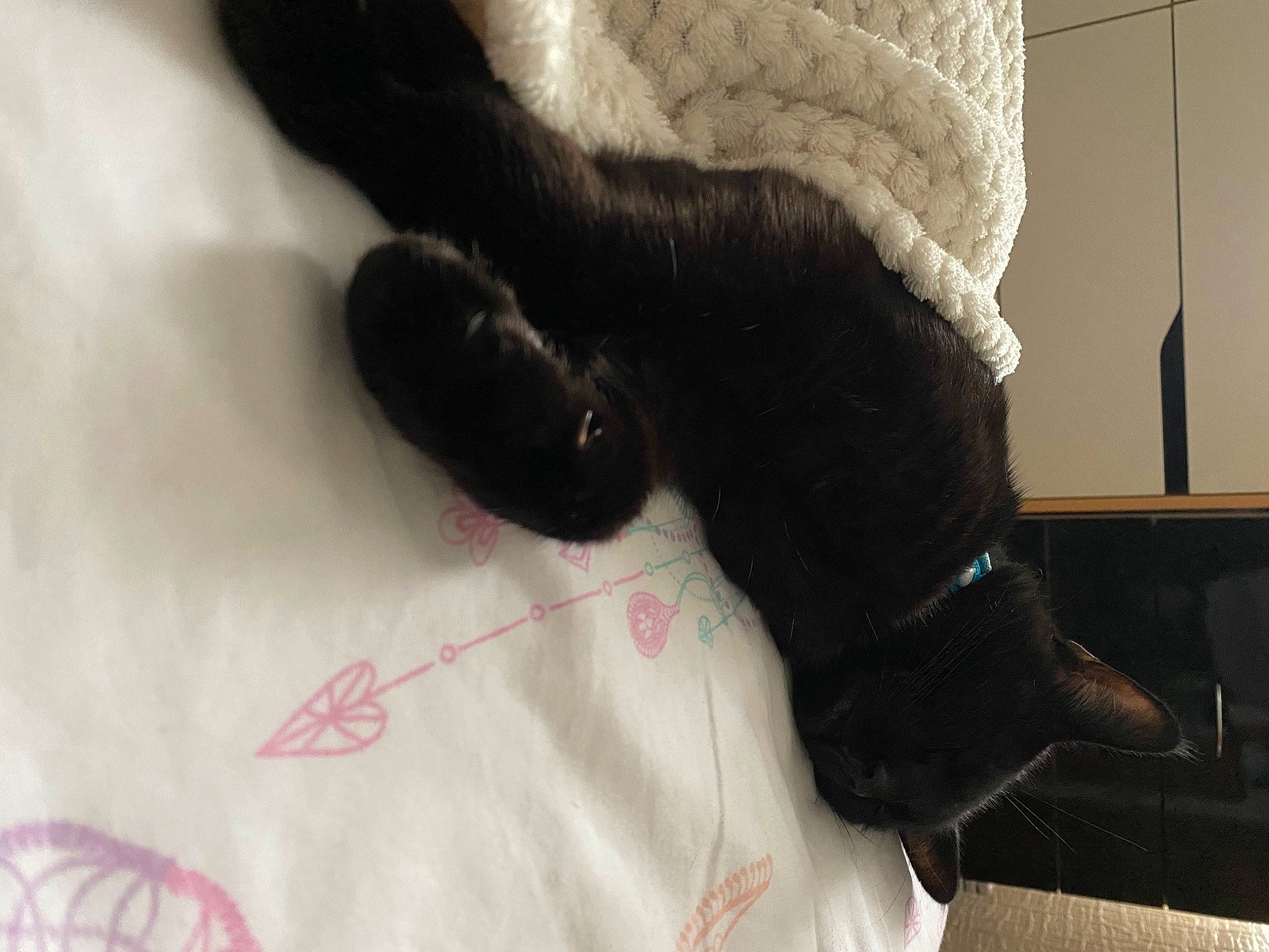 Oli is registered to the contest to win money with this photo: claw, finger, fur, fur_clothing, glove, hand, paw, plush, stuffed_toy, tail, wool