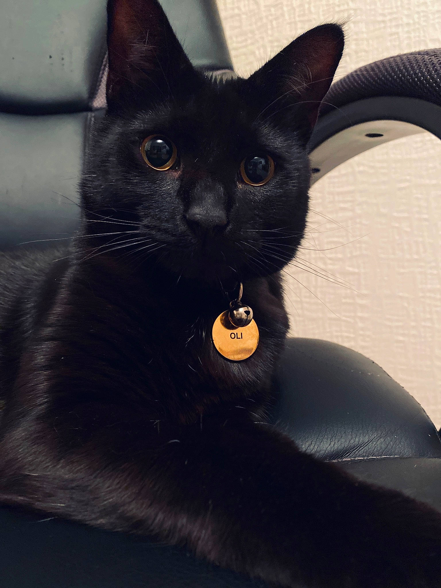 Oli joined the competition — help win amazing prizes! asian, black, black_cat, bombay, burmese, carnivore, cat, domestic_short_haired_cat, felidae, havana_brown, korat, mammal, small_to_medium_sized_cats, snout, vertebrate, whiskers