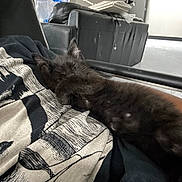 Rascal joined the competition — help win amazing prizes! animal, black_kitten, cat, close_up, couch, cozy, cute, domestic, feline, fur, graphic_print, indoor, living_room, nap, person, pet, relaxation, resting, shirt, sleeping