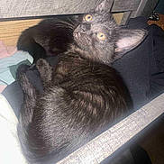 Olive joined the competition — help win amazing prizes! cat, black_cat, pet, indoor, drawer, clothes, yellow_eyes, fur, whiskers, curious, relaxed, feline, animal, domestic, cozy, close-up, looking_up, resting, paw, ears