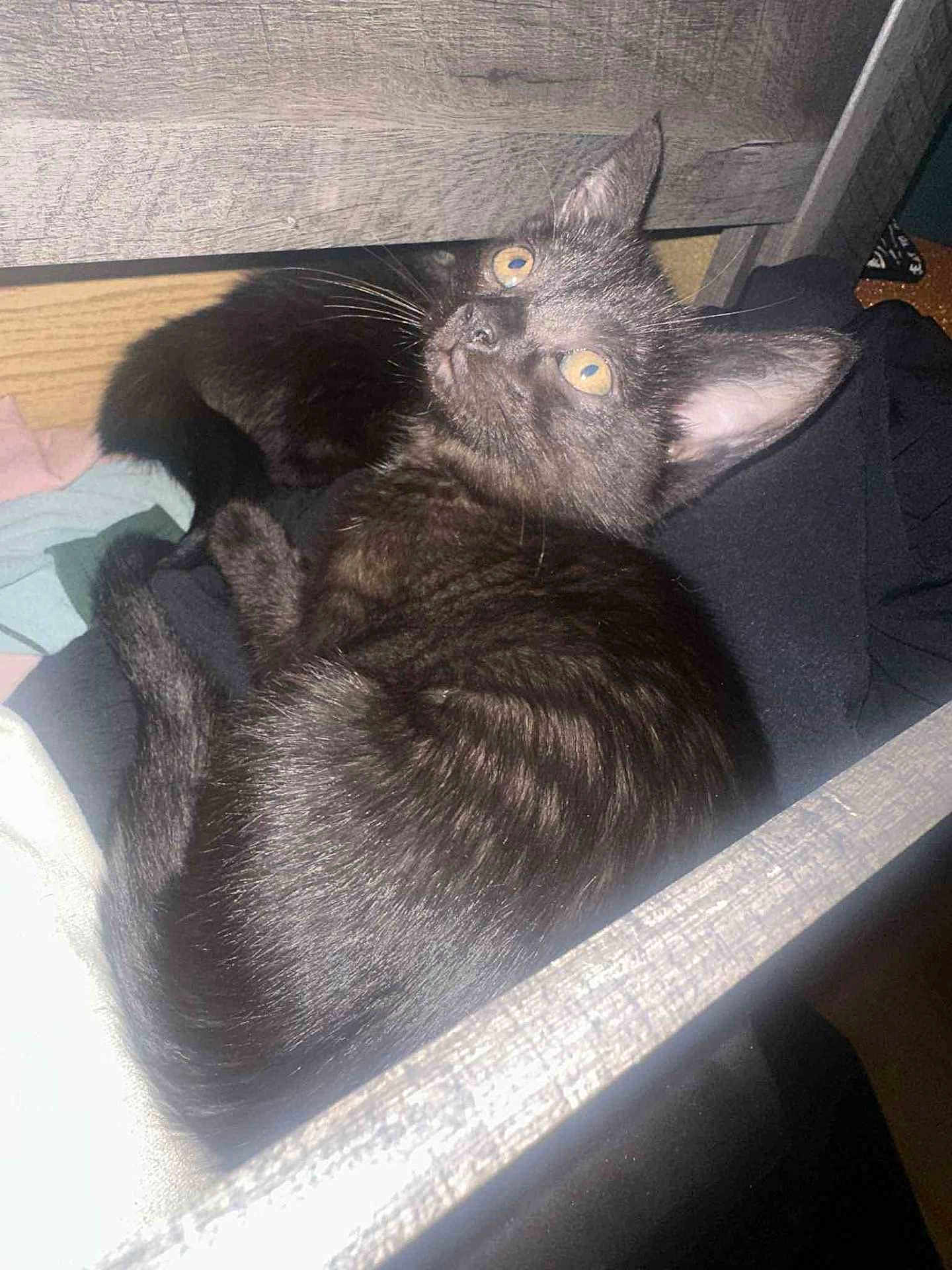 Olive joined the competition — help win amazing prizes! cat, black_cat, pet, indoor, drawer, clothes, yellow_eyes, fur, whiskers, curious, relaxed, feline, animal, domestic, cozy, close-up, looking_up, resting, paw, ears