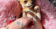 Tina a rejoint le concours — aidez-le/la à gagner de superbes lots ! adorable, animal, chihuahua, companion, cozy, cute, dog, fluffy, fur, hand, indoor, mammal, paw, pet, pink_blanket, relaxed, resting, small_dog, sunlight, tattoo