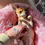 Tina participe au concours pour gagner de l'argent avec cette photo : dog, chihuahua, pet, animal, laying_down, pink_blanket, fluffy, hand, tattoo, relaxed, cute, small_dog, indoor, sunlight, paw, fur, resting, cozy, human_hand, comfort