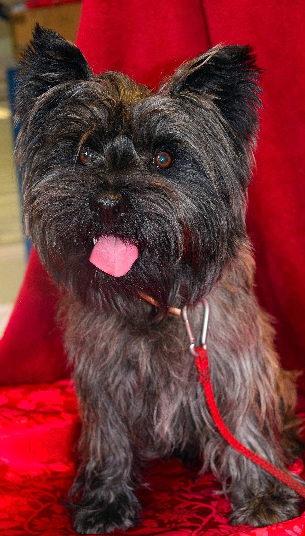 Sauron a rejoint le concours — aidez-le/la à gagner de superbes lots ! canidae, carnivore, collar, companion_dog, dog, dog_breed, dog_supply, ear, event, fashion_accessory, fawn, fur, non_sporting_group, small_terrier, snout, sporting_group, terrestrial_animal, toy_dog, whiskers, working_animal