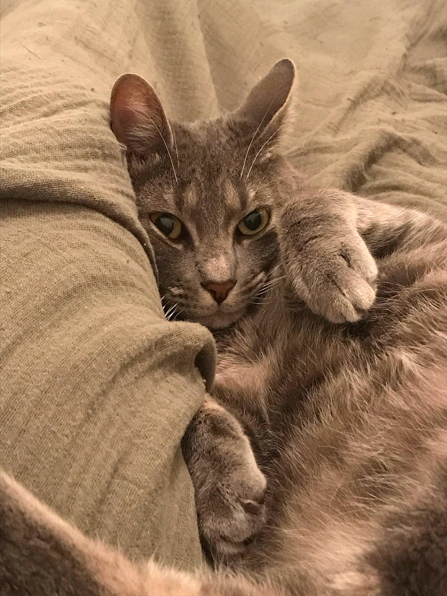 Grisou a rejoint le concours — aidez-le/la à gagner de superbes lots ! carnivore, cat, comfort, domestic_short_haired_cat, ear, fawn, felidae, fur, gesture, paw, photo_caption, small_to_medium_sized_cats, snout, tail, terrestrial_animal, visual_arts, whiskers, wildlife