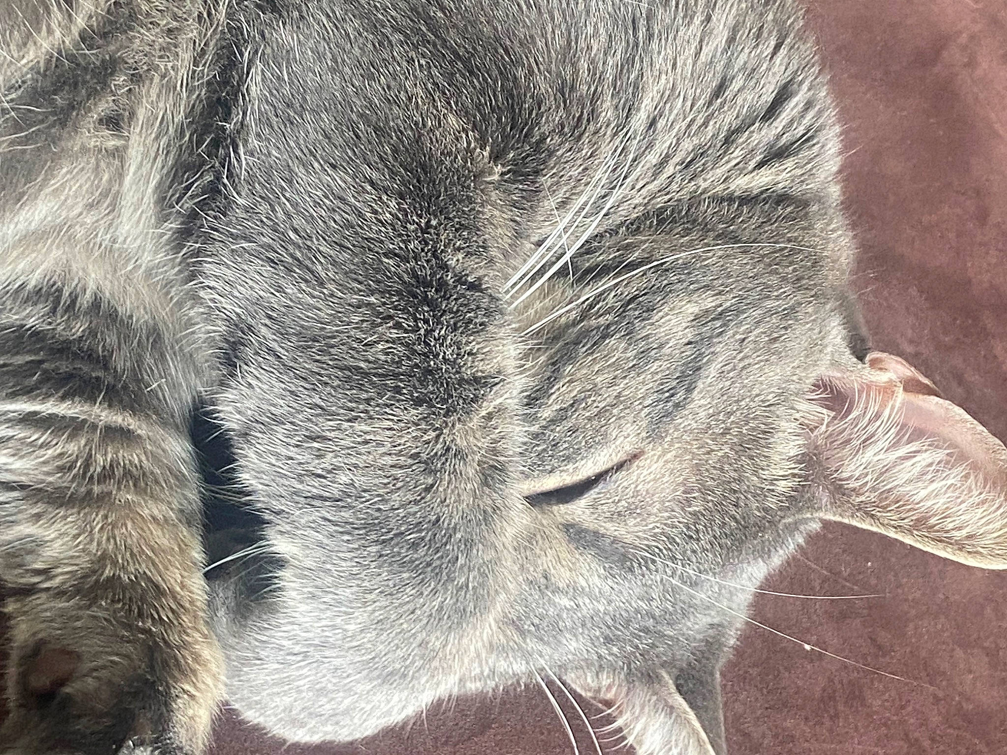 Grisou a rejoint le concours — aidez-le/la à gagner de superbes lots ! canidae, carnivore, cat, claw, comfort, domestic_short_haired_cat, eye, felidae, fur, grey, human_leg, monochrome, nap, paw, small_to_medium_sized_cats, snout, tail, terrestrial_animal, whiskers, wildlife