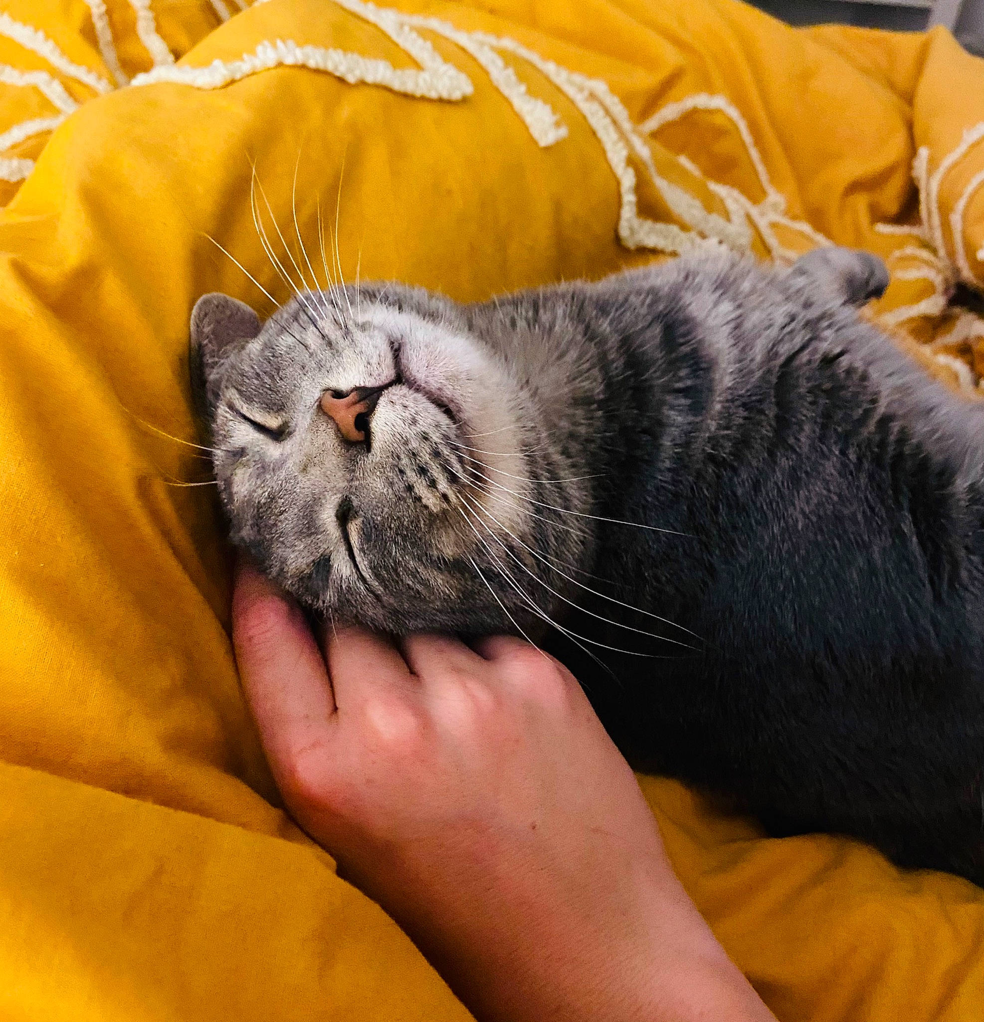 Grisou participe au concours pour gagner de l'argent avec cette photo : black_cat, carnivore, cat, claw, comfort, domestic_short_haired_cat, felidae, fur, gesture, grey, nap, paw, sleep, small_to_medium_sized_cats, snout, terrestrial_animal, whiskers, wrinkle, yellow