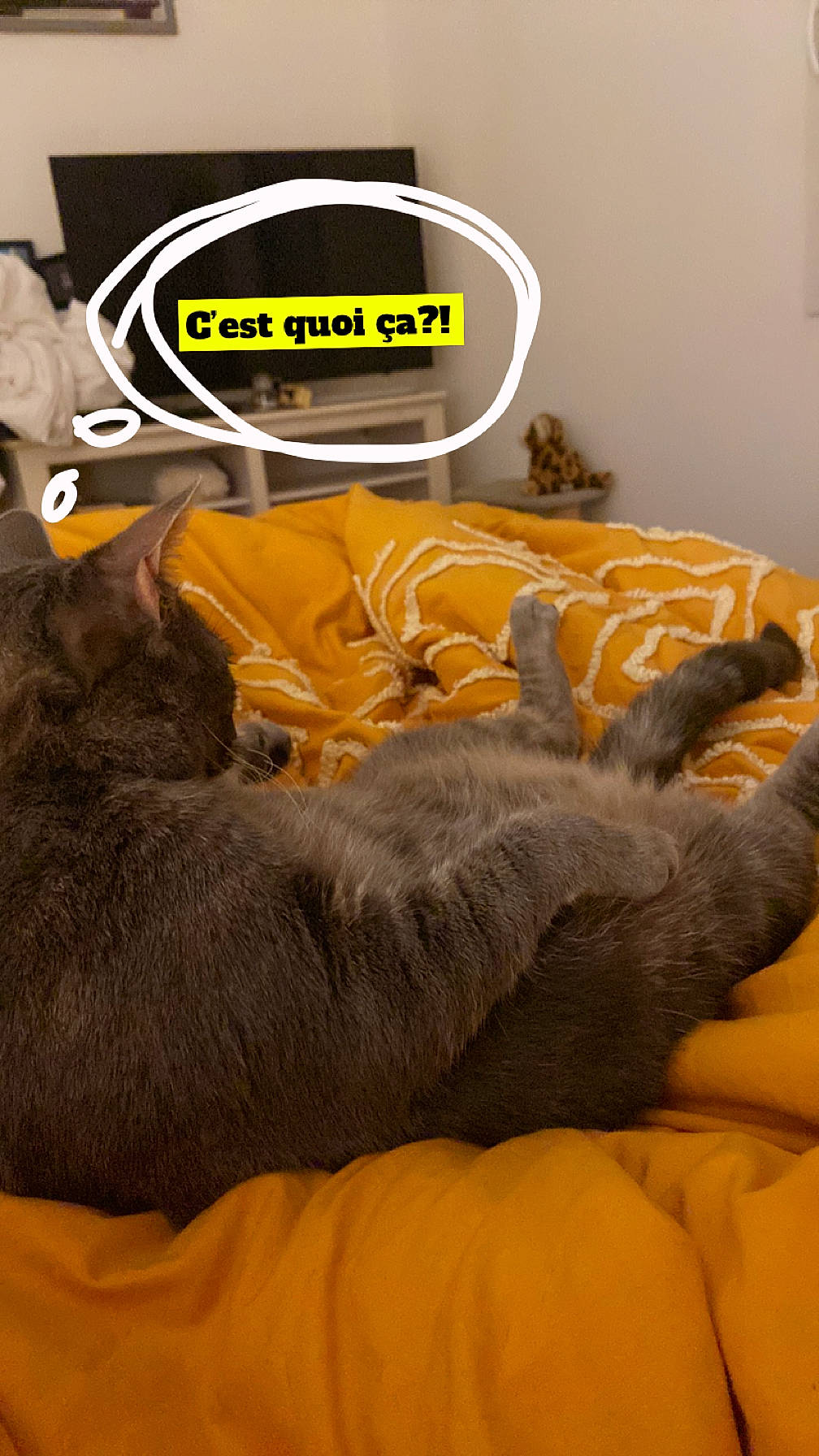 Grisou participe au concours pour gagner de l'argent avec cette photo : bed, carnivore, cat, comfort, companion_dog, domestic_short_haired_cat, felidae, font, fur, grey, linens, mammal, orange, room, small_to_medium_sized_cats, sporting_group, tail, textile, vertebrate, whiskers