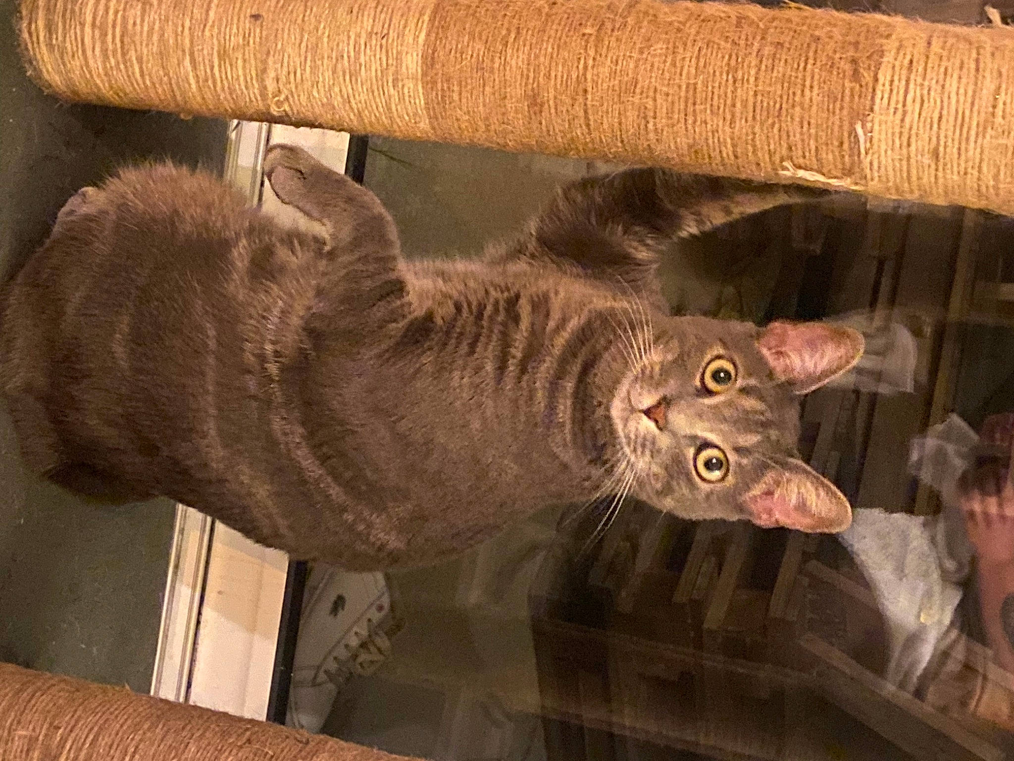 Grisou participe au concours pour gagner de l'argent avec cette photo : carnivore, cat, cat_supply, domestic_short_haired_cat, fawn, felidae, fur, hardwood, room, small_to_medium_sized_cats, snout, tail, thread, whiskers, window, wood