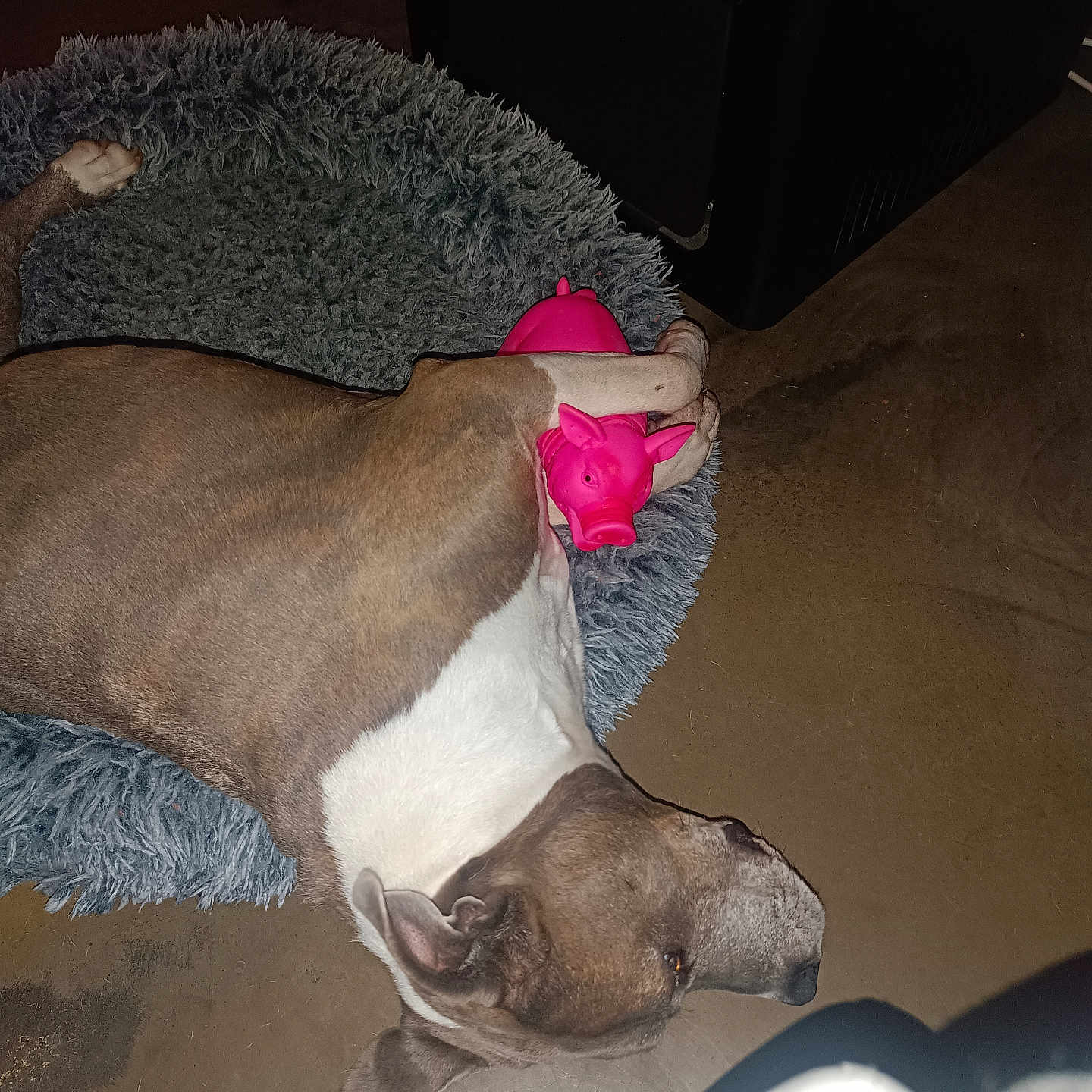 Stella a rejoint le concours — aidez-le/la à gagner de superbes lots ! animal, bed, brown, companion, cute, dog, domestic, floor, fluffy, indoor, laying, paw, pet, pig, pink, relaxed, resting, sleeping, toy, white