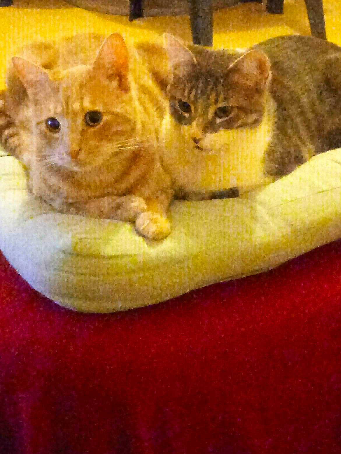 Grisou participe au concours pour gagner de l'argent avec cette photo : carnivore, cat, cat_supply, claw, comfort, domestic_short_haired_cat, fawn, felidae, fur, linens, mammal, paw, pet_supply, photo_caption, sitting, small_to_medium_sized_cats, snout, tail, vertebrate, whiskers