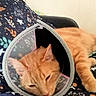 cat, orange_cat, cone, protective_collar, sleeping, resting, pet, indoor, blanket, floral_pattern, feline, animal, fur, ears, whiskers, close_up, cute, domestic_cat, laying_down, home