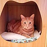 Grisou participe au concours pour gagner de l'argent avec cette photo : cat, orange_tabby, wooden_cat_house, cushion, blanket, pet, indoor, feline, resting, cozy, wood, animal, cute, domestic, fur, whiskers, ears, eyes, relaxed, home
