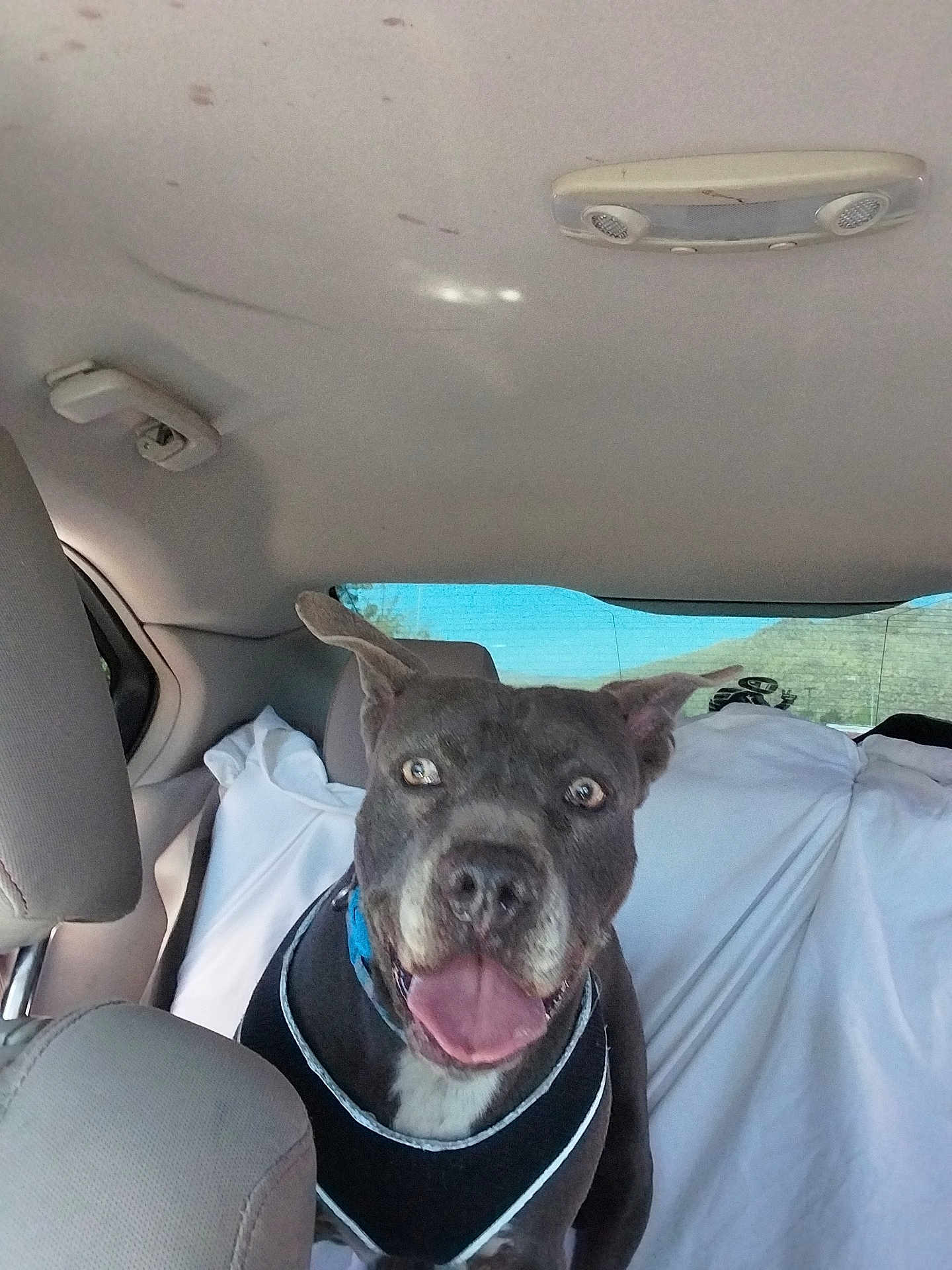 Ranger joined the competition — help win amazing prizes! dog, car_interior, back_seat, black_vest, happy, tongue_out, seat, headrest, window, daylight, pet, canine, smiling, collar, vehicle, road_trip, animal, domestic_animal, transport, inside_car