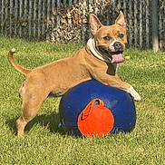 Charly joined the competition — help win amazing prizes! dog, tan_dog, white_dog, grass, outdoor, sunlight, playful, tongue_out, ball, blue_ball, orange_patch, fence, chain_link_fence, pet, animal, happy, summer, nature, canine, daytime