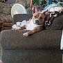 Charly joined the competition — help win amazing prizes! dog, armchair, blanket, living_room, fan, plant, cushion, furniture, brown, indoor, pet, relaxed, cozy, household, canine, resting, fabric, seat, domestic, comfortable