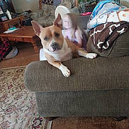 Charly is registered to the contest to win money with this photo: dog, couch, living_room, child, blur, blanket, plant, furniture, carpet, table, lamp, photo_frame, wooden_table, indoor, cozy, pet, home, casual, relaxing, curious