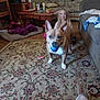 Charly joined the competition — help win amazing prizes! dog, ball, child, living_room, rug, furniture, sofa, table, fan, toy, smile, carpet, person, footwear, sneakers, blanket, pillow, home_interior, pet, play
