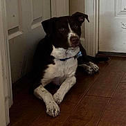 Bow is registered to the contest to win money with this photo: dog, black_and_white, indoor, wooden_floor, door, pet, animal, collar, relaxed, lying_down, paw, curious, quiet, home, domestic, fur, canine, companion, resting, watchful