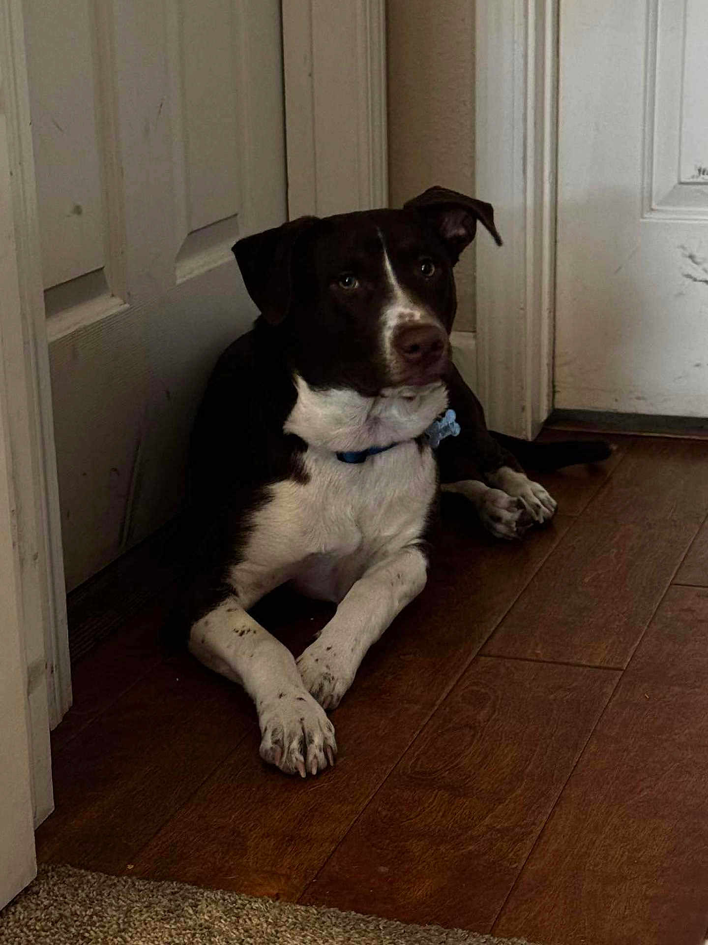 Bow is registered to the contest to win money with this photo: dog, black_and_white, indoor, wooden_floor, door, pet, animal, collar, relaxed, lying_down, paw, curious, quiet, home, domestic, fur, canine, companion, resting, watchful