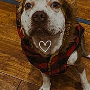 Gunner joined the competition — help win amazing prizes! dog, pet, indoor, wooden_floor, jacket, red, black, checkered, fur, cute, heart, canine, looking_up, animal, mammal, companion, cozy, adorable, portrait, wearing_clothes