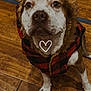 adorable, animal, black, canine, checkered, companion, cozy, cute, dog, fur, heart, indoor, jacket, looking_up, mammal, pet, portrait, red, wearing_clothes, wooden_floor